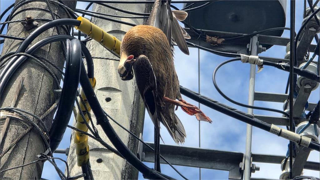 花嘴鴨GG!羽翼卡在電纜間 吊掛空中等不到救援死亡