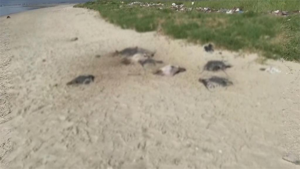 巴西海灘驚見大批魟魚屍體! 研判「海洋推土機」釀禍