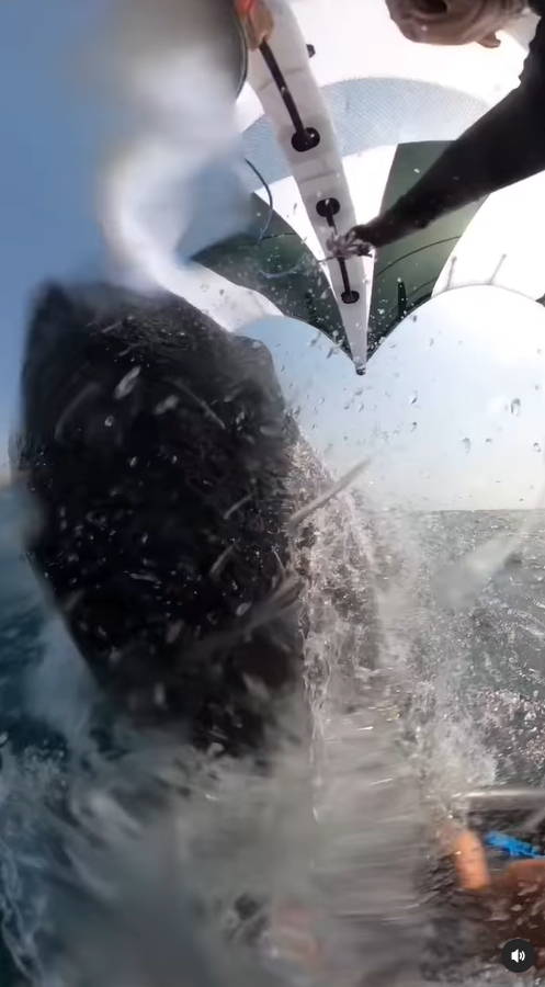 驚險一瞬間！澳洲男衝浪「遭鯨魚衝撞落海」33秒危險片全曝光
