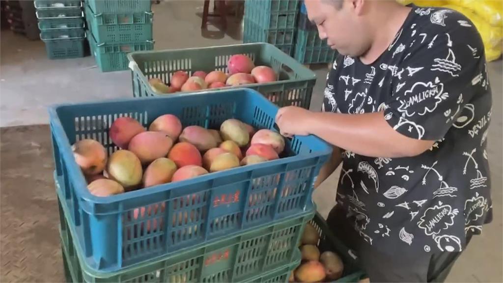 中國芒果禁令影響小 六龜農會:平均批發價高於去年