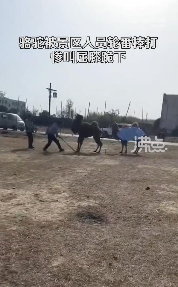 中國知名景點出事!2惡男拿超粗棍棒狂打駱駝 悽慘哀號濺血引爆怒火