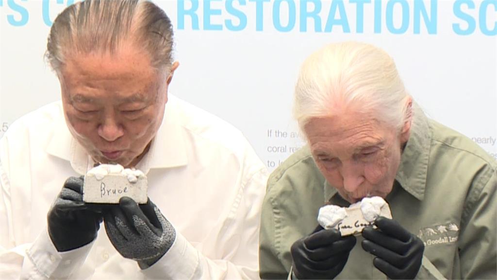 珍古德睽違7年再訪台 今夏拚復育萬株瀕危珊瑚