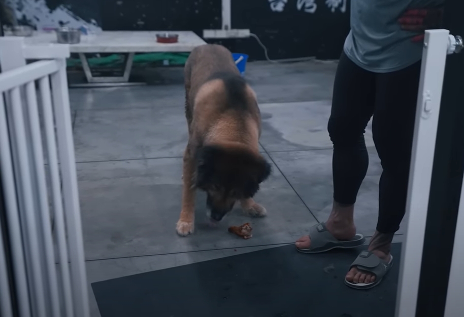 Toyz嫌超派雞排「狗都不吃」!館長丟給愛犬實測結果網笑爛:吃誠實豆沙包