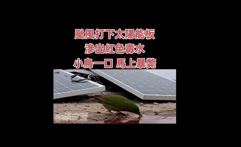 快新聞/造謠抹黑光電!網傳「青色鳥喝紅廢水秒暴斃」影片 遭判定假訊息