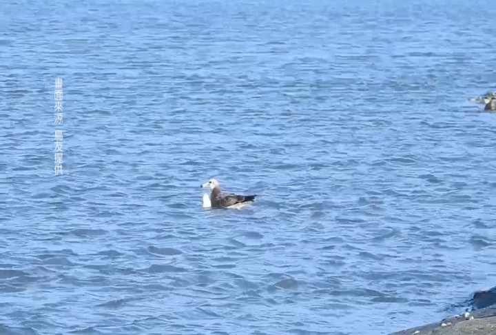 黑尾鷗「脖掛保麗龍」影響生存　鳥友不捨盼救援