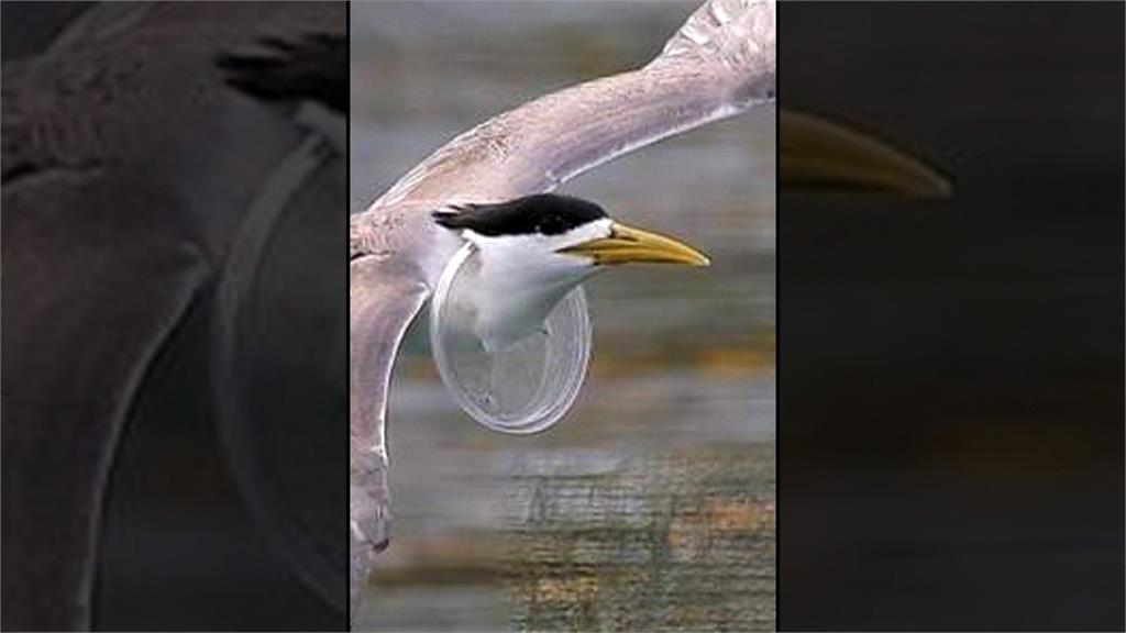 「鳳頭燕鷗」鳥喙被釣魚線纏住 下場最慘恐怕餓死