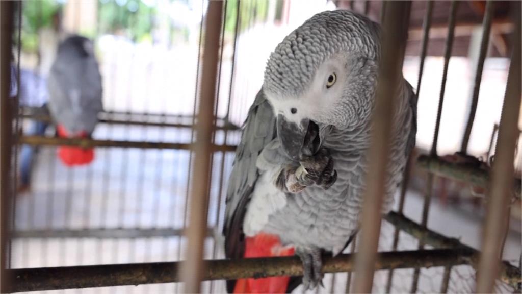 人類飼養需求釀灰鸚鵡生存危機　保育團體籲跨國合作打擊走私