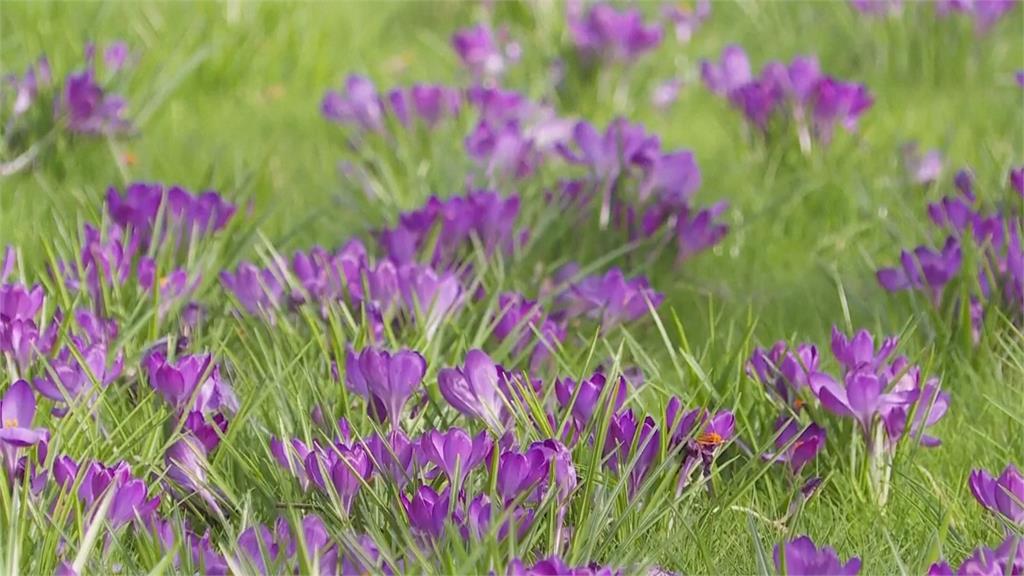 英格蘭2月均溫7.5度創34年新高　杜鵑、水仙提早盛開