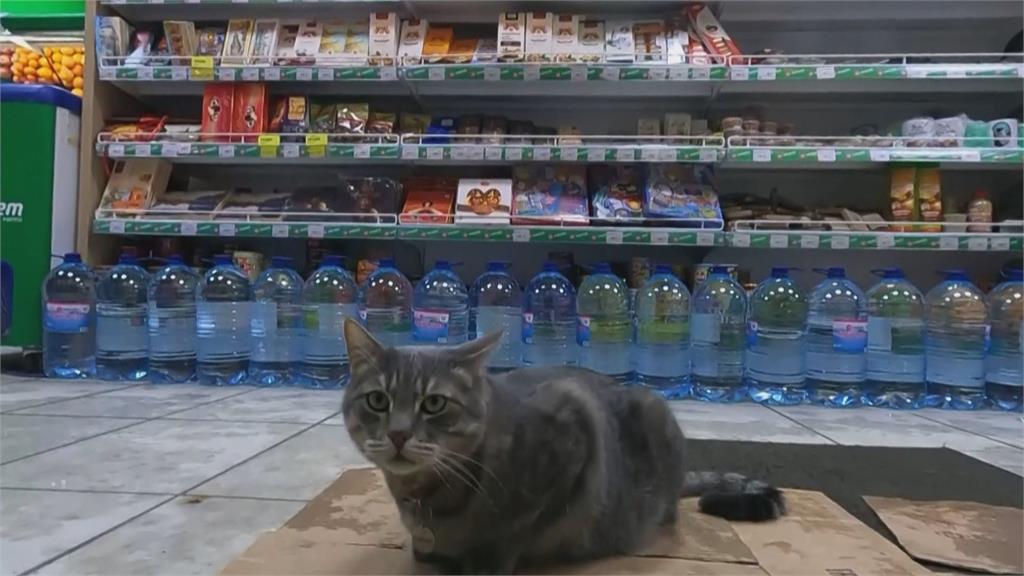 俄羅斯超商店貓遭檢舉被迫離職　逾6千人連署盼貓咪「回來上班」