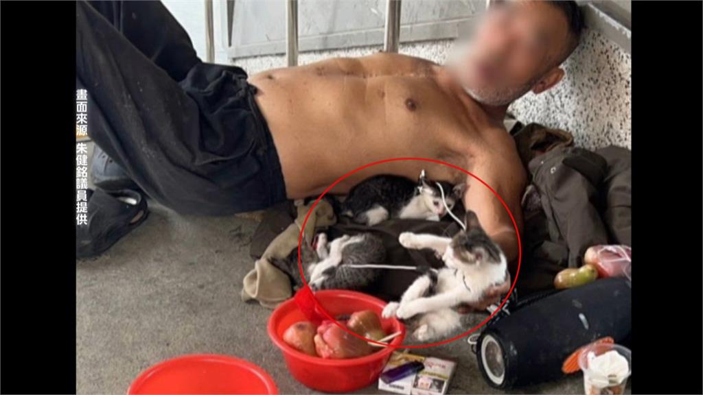 竹北車站傳男子虐貓？　3幼貓遭手機線纏繞民代急通報
