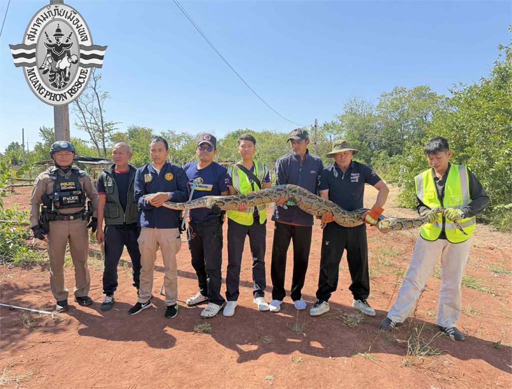 3米巨蟒「挺巨肚」爬太慢遭捕!野放過程突「吐出四腳巨獸」驚悚畫面曝光