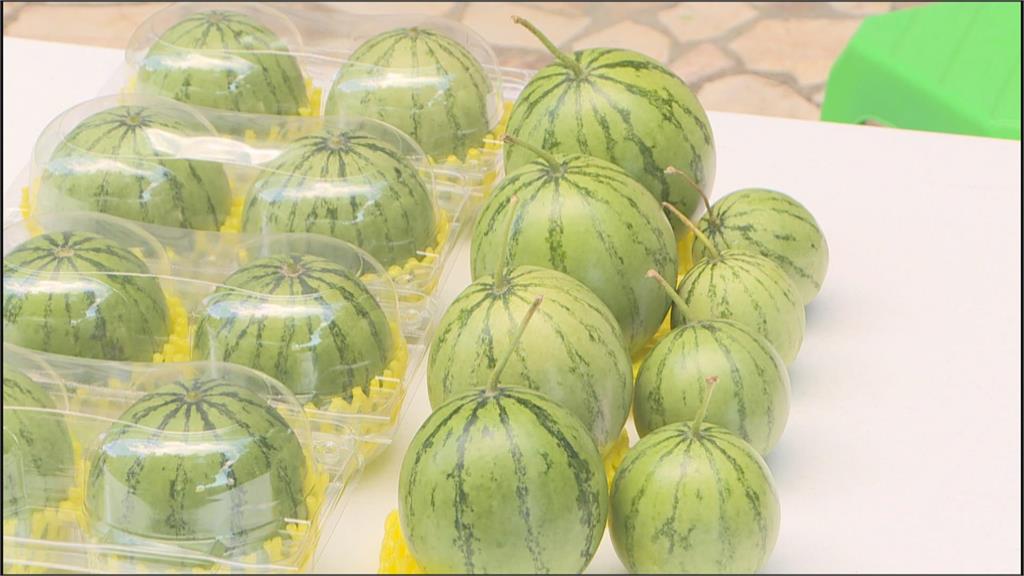 一顆西瓜巴掌大！　桃園工程師培育「迷你西瓜」