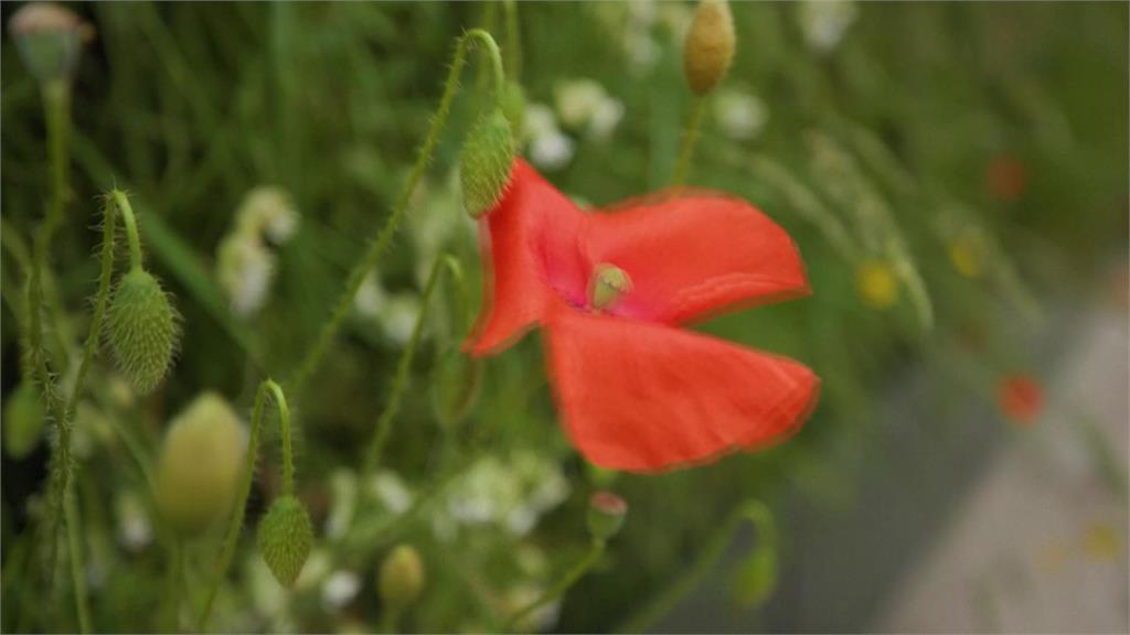 英國業者改造廣告看板「小空間」 種植原生花草增加生物多樣性
