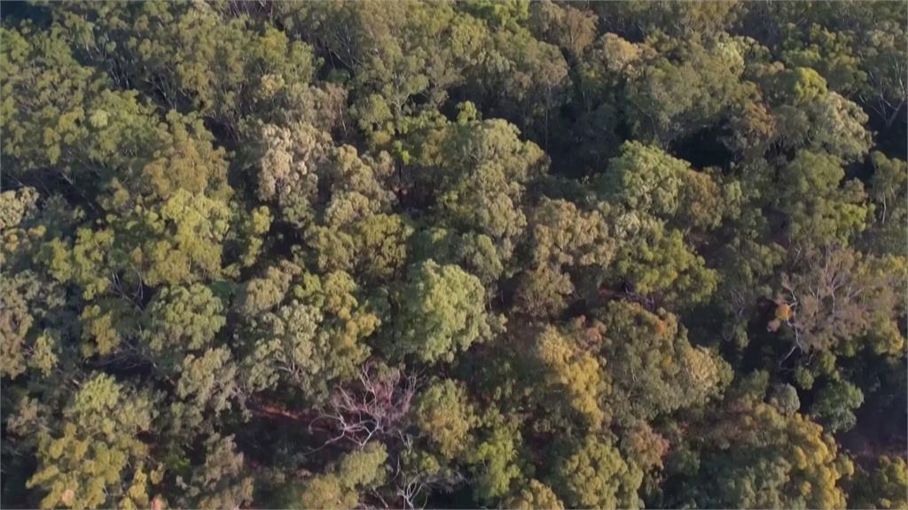 澳洲將設無尾熊國家公園 業者加緊伐木釀反效果
