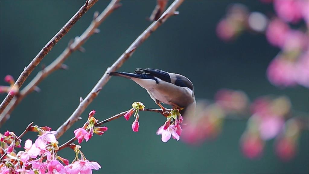 櫻花盛開不只獼猴吃　飛鼠、鳥類也大啖櫻花餐