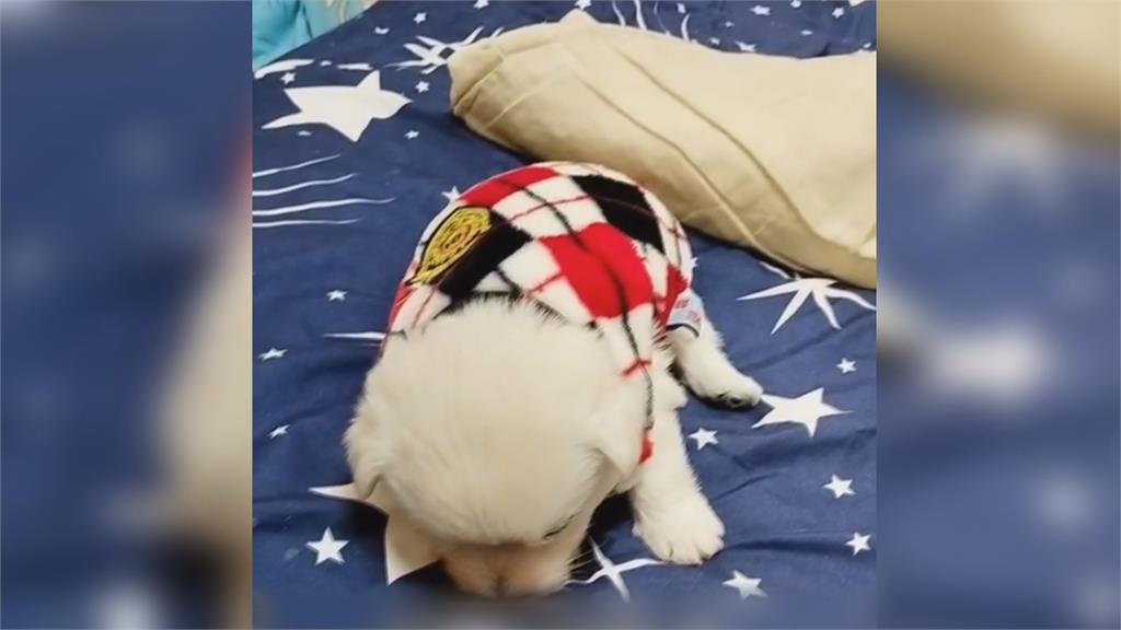 動彈不得!滿月奶狗穿衣竟四肢僵硬 一扶秒倒下網笑:玩具犬?