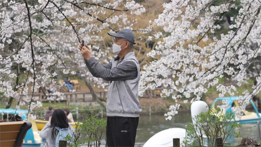 東京千鳥淵公園　樹齡70歲染井吉野櫻突倒塌