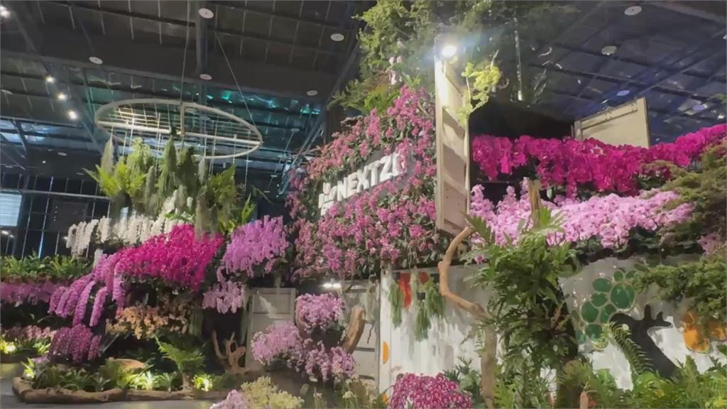 國際蘭展登場展現蘭花王國特色 瀕危的平地野生蘭花也嬌貴現蹤