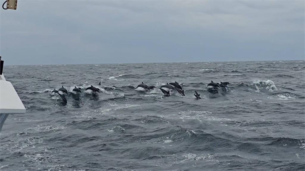 真正的「海豚音」你聽過嗎？　烏石港活動200隻海豚伴遊　收錄珍貴海豚音