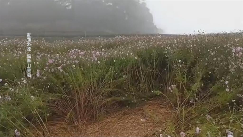 圓規颱風環流影響　清境農場風強樹斷