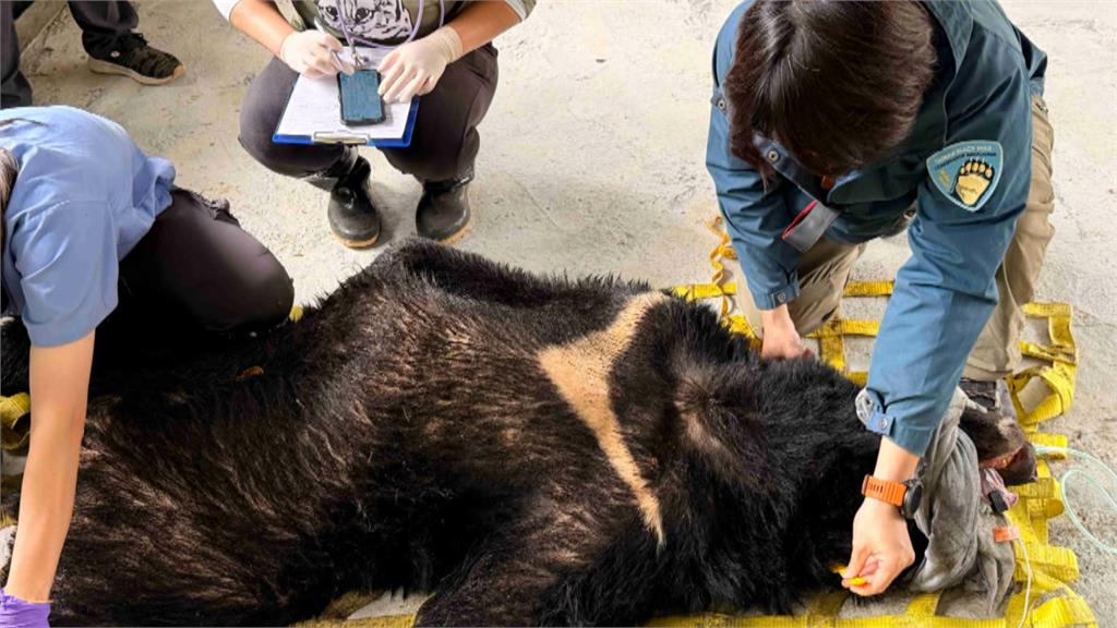 橫行阿里山工寮暴力覓食！　台灣黑熊「落網」林保署野放