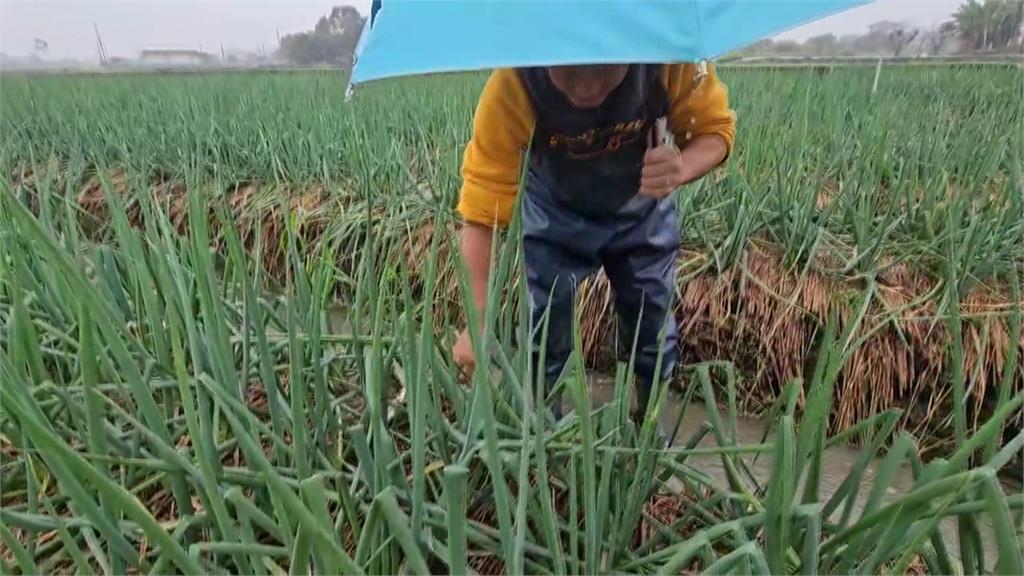 又有颱風來襲！　台東鳳梨釋迦農套袋保果、宜蘭青蔥加緊採收