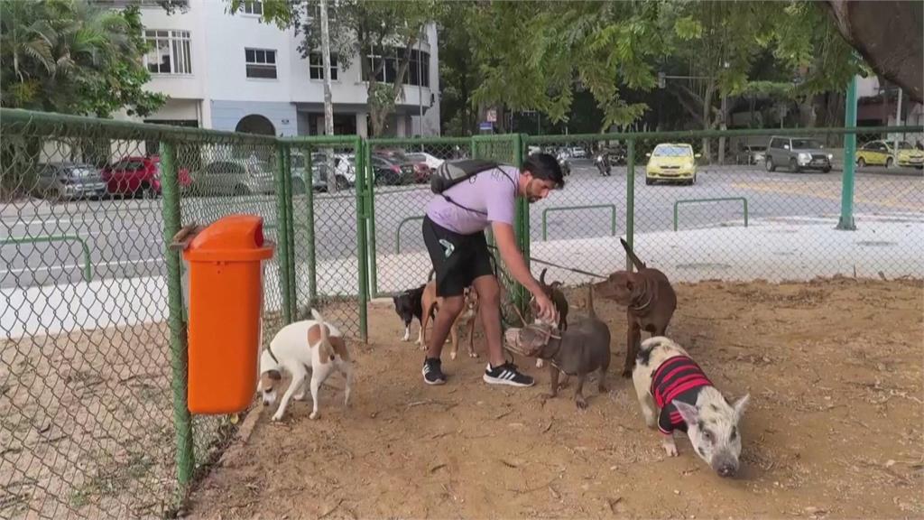 巴西訓犬師得力助手竟是小豬! 溫柔魅力成網路當紅豬