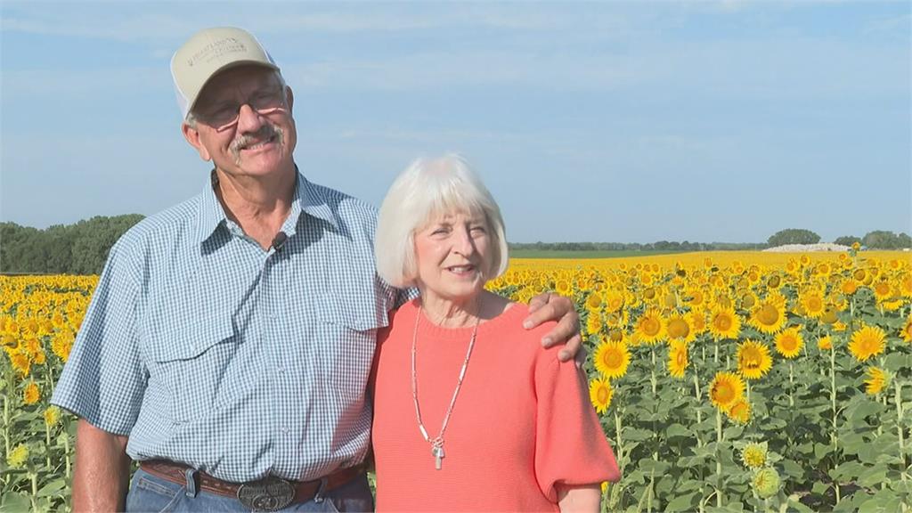 慶祝結婚50週年　美國農夫送上120萬朵向日葵