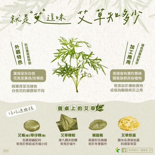 不只用來端午避邪!艾草生活用途曝光 「煮飯、驅蚊」都好用