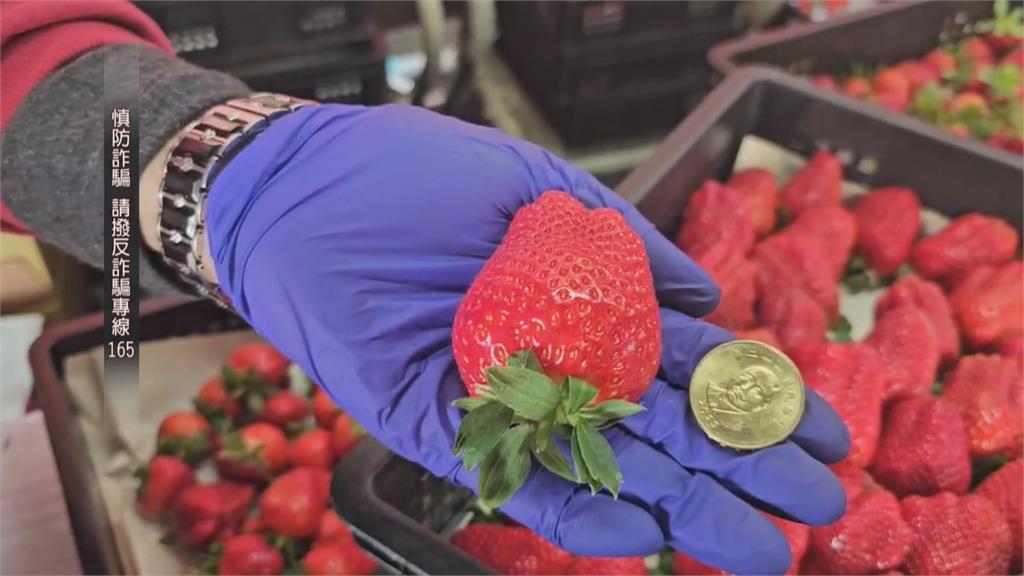 莓良心! 大湖爆"草莓詐騙" 中盤商稱高價收購卻搞失聯