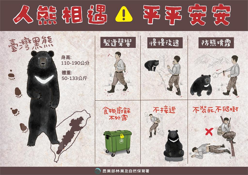 快新聞／台灣黑熊現蹤！宜蘭林道直擊身影　防熊措施一次看