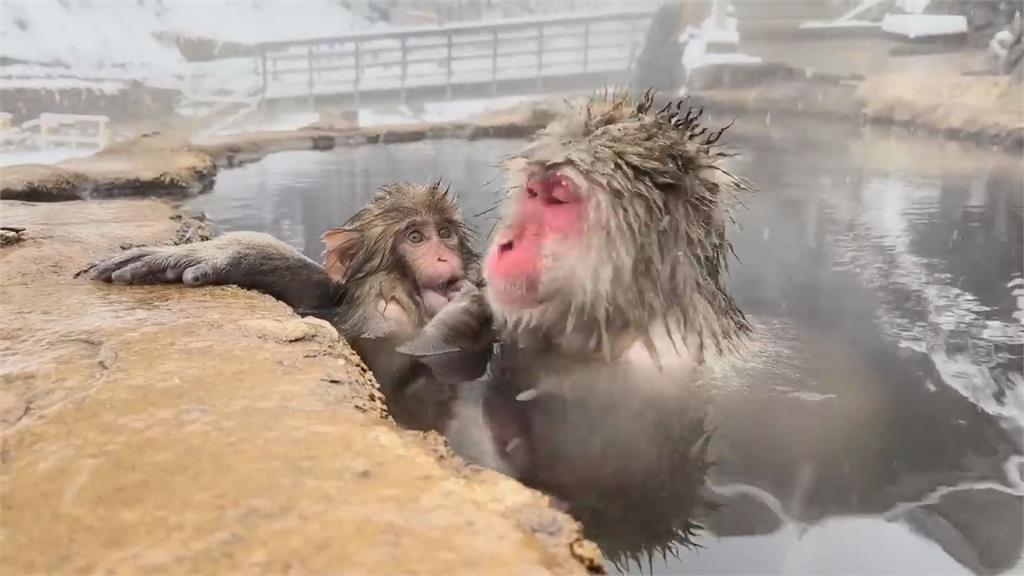 有夠萌！他遊日本雪猴公園　見「2猴泡溫泉」笑翻：很像大叔