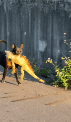 歐告大戰綠鬣蜥「10秒就KO」!叼戰利品雀躍狂奔畫面曝