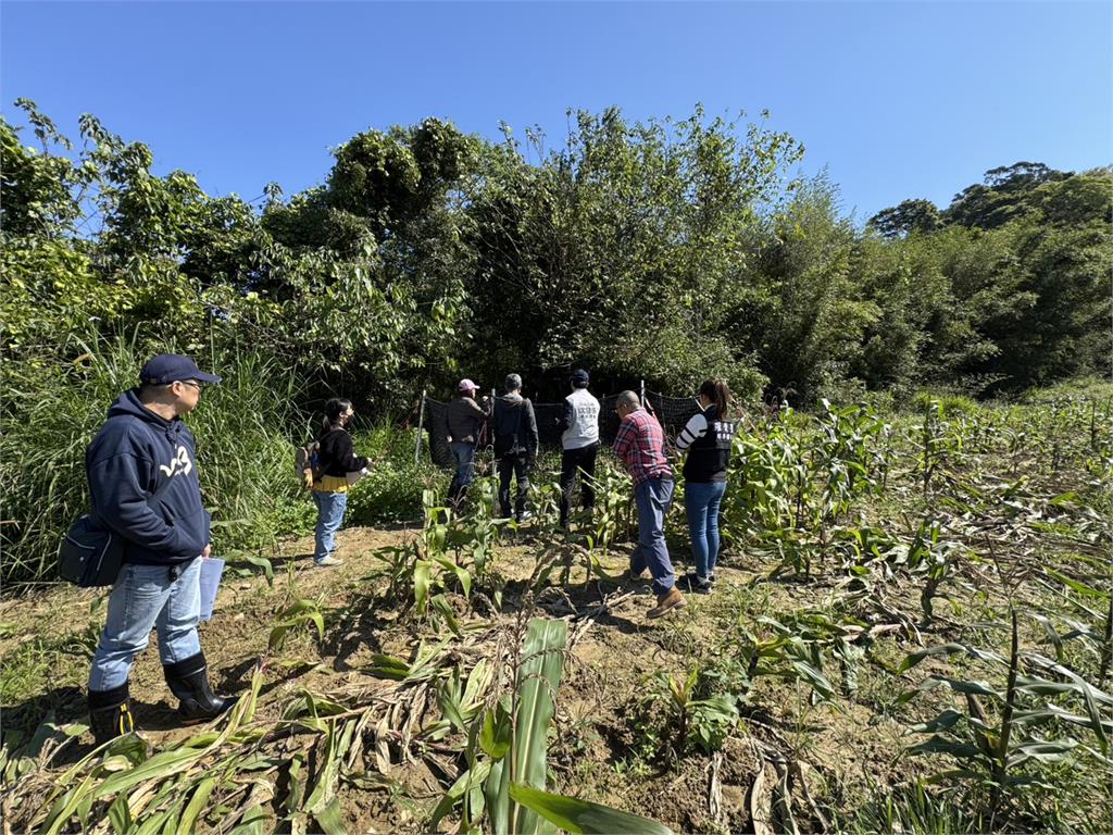 快新聞/山豬肆虐玉米田農民苦不堪言 沈發惠辦公室今再偕同地方會勘