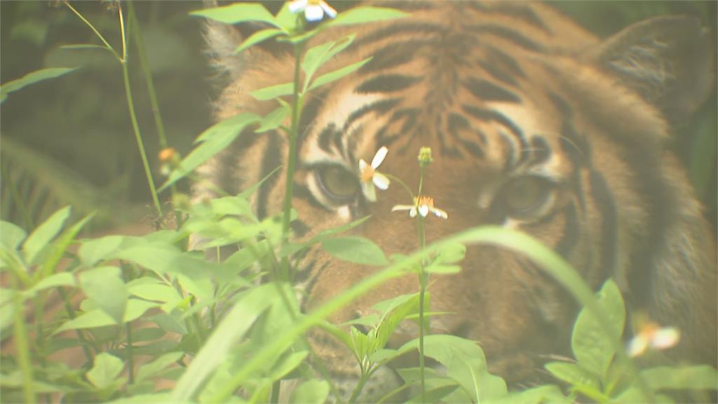 快新聞／畫面曝！馬來虎出閘台北動物園　小朋友嗨喊：我看到老虎了