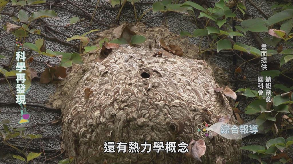 用幾何熱力學築巢 解開野蜂巢室六角奧秘