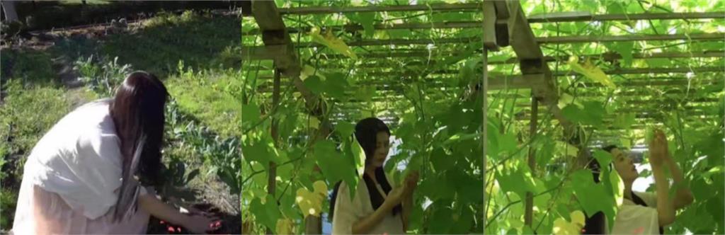 王祖賢加拿大「彎腰種地瓜葉」太反差!「徒手挖土」模樣震撼網:還是美