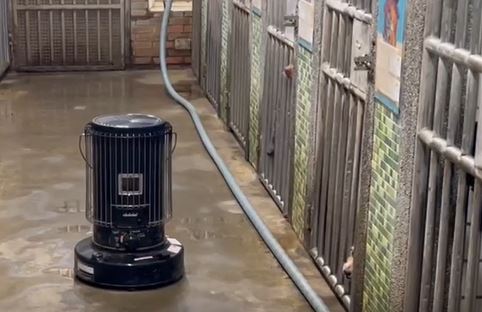 好冷! 宜蘭毛孩蜷縮發抖 中途之家啟動"防寒大作戰"