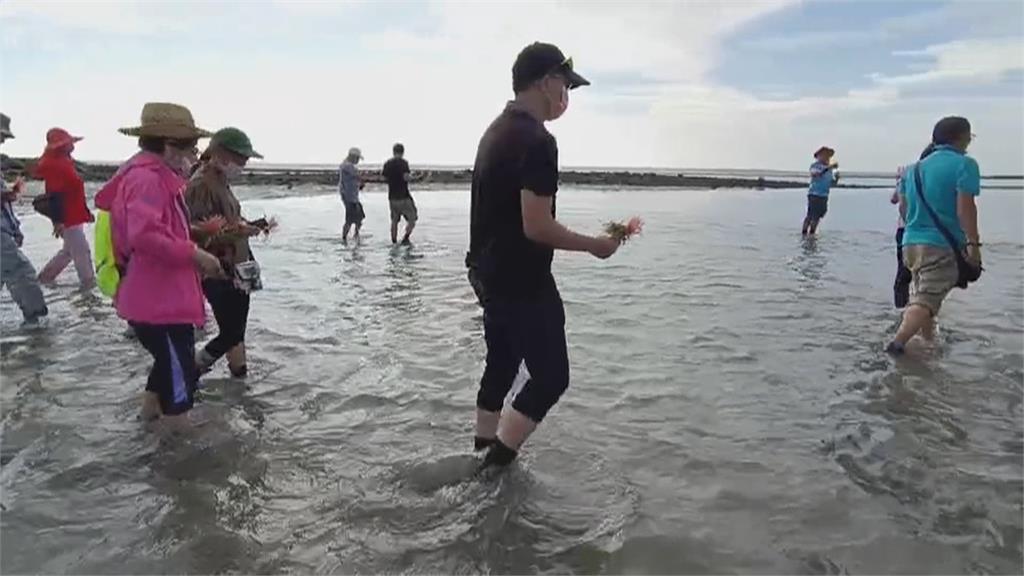 永續「藍碳」資源! 澎湖復育海草節能減碳