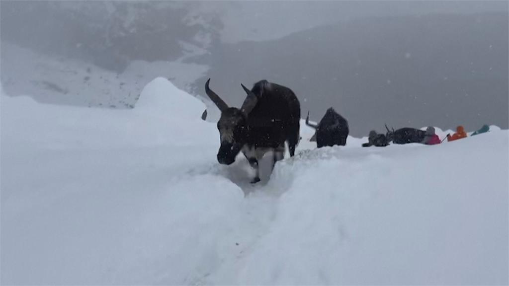 聖母峰暴風雪仍有200遊客受困 出動「犛牛」救援