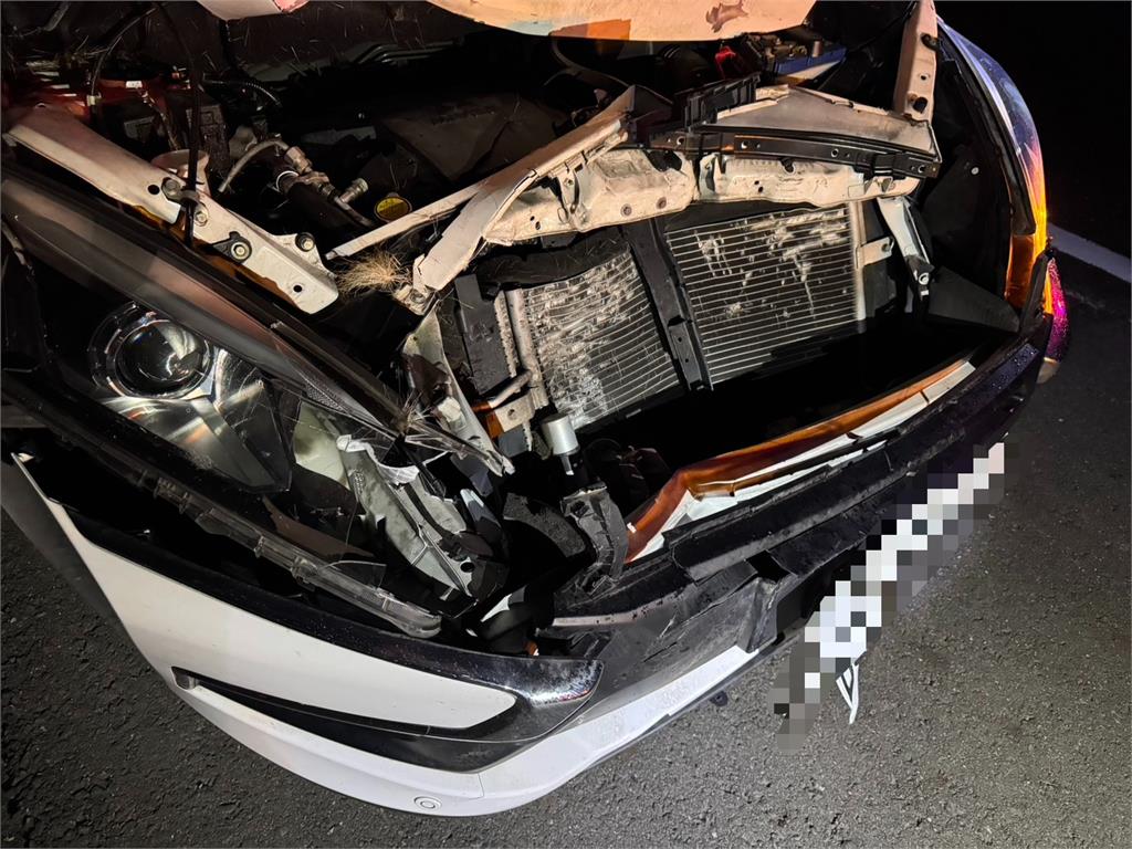 快新聞／請不要亂跑！國3高速公「鹿」死亡車禍　駕駛嚇：看到只剩5公尺...