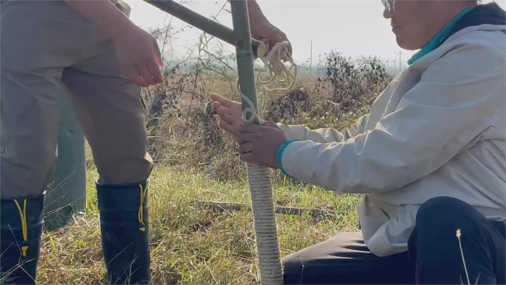 台南推動"猛禽棲架"防鼠害 守住農民心血