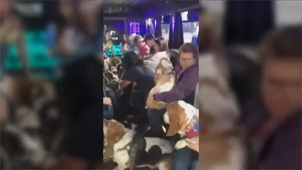 狗狗巴士派對! 19隻巴吉度獵犬與主人們同樂