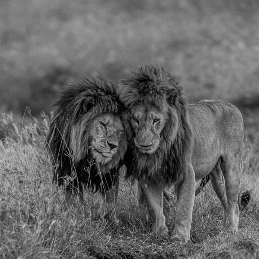 東非傳奇獅王「7年統治被推翻」！遭3雄獅突襲慘死　兄弟兒子也遇害