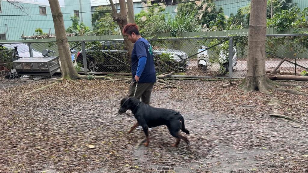 又是牠!會開窗的比特犬再攻擊人 飼主稱「如同自己兒子」盼別沒入