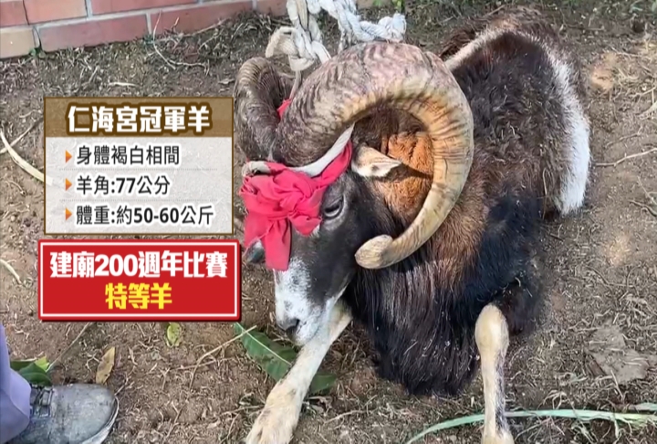 中壢深夜驚見「追羊驚魂記」!竟是「仁海宮200週年比賽」特等羊