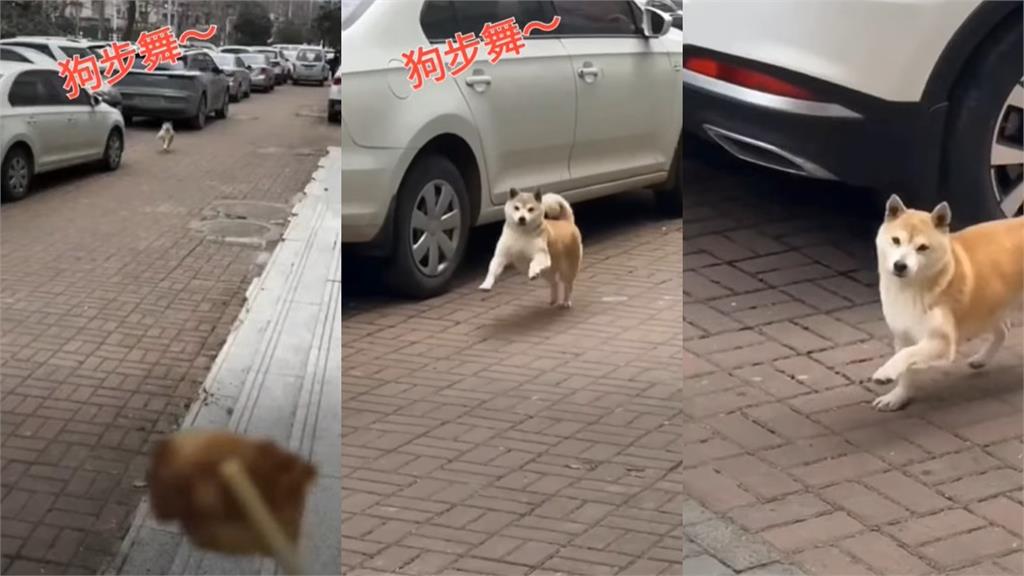 中國大媽嗨跳廣場舞!柴柴正面尬上「電動馬達狂搖」網笑爛:打趴大媽