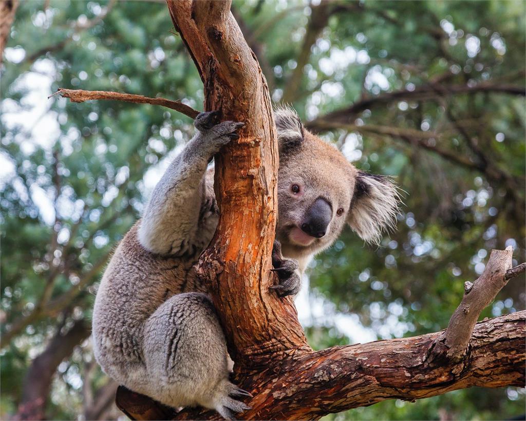 澳洲無尾熊20年來「數量銳減一半」！政府宣布列為「瀕危物種」