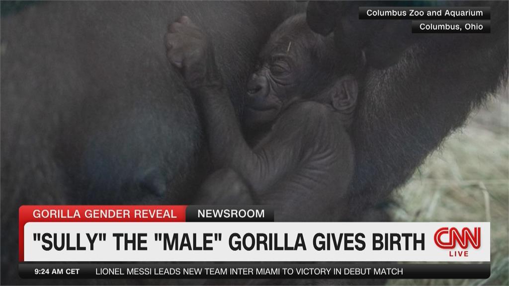 被誤認是男的8年了！　母猩猩突生寶寶嚇壞動物園人員