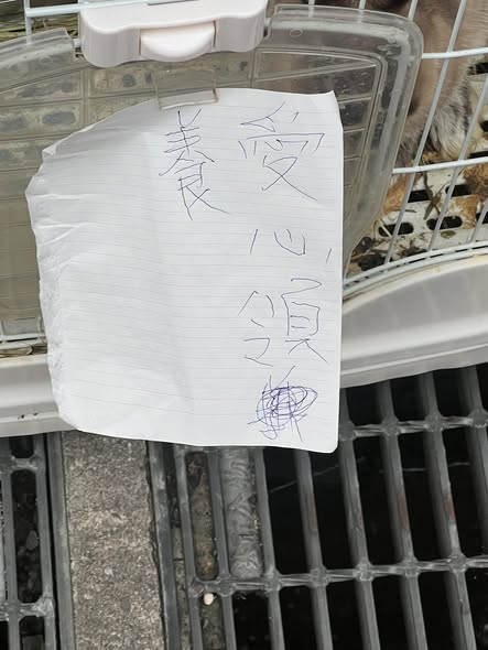 基隆路邊驚現「10兔」公母同籠 飼主嗆:沒棄養、告動保所侵占